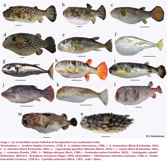 Porcupinefish difference from pufferfish